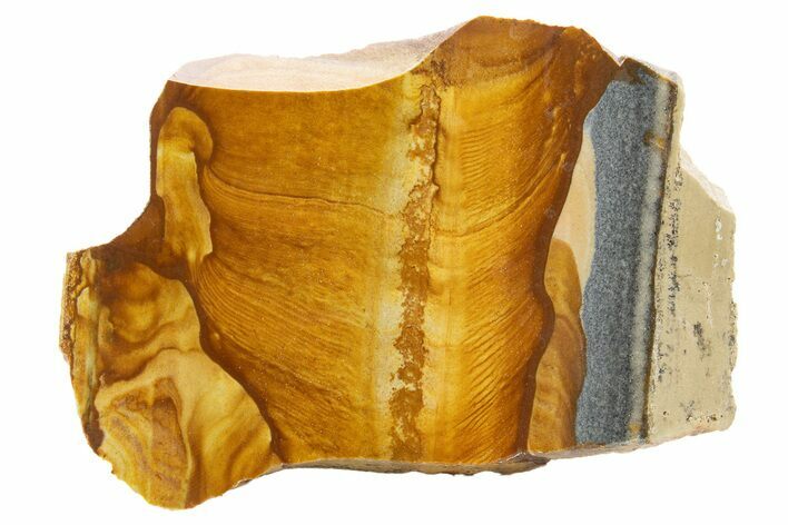 Polished Golden Picture Jasper Slice - Nevada #316212